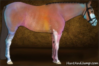 Horse Color:Bay Roan Sabino Rabicano