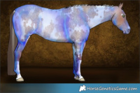 Horse Color:White Spotted Amber Champagne Roan Rabicano 
