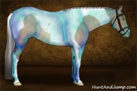 Horse Color:Sable Champagne Roan Tobiano Rabicano 