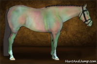 Horse Color:Sable Champagne Roan Rabicano 