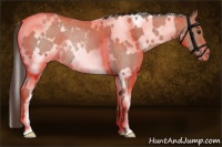 Horse Color:White Spotted Classic Champagne Roan Rabicano