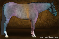 Horse Color:Blue Roan Rabicano 