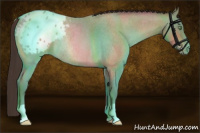 Horse Color:Sable Champagne Roan Appaloosa Rabicano 