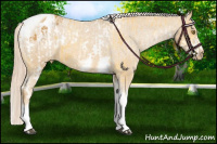 Horse Color:White Spotted Palomino Sabino Splash Appaloosa and Palomino Tobiano Frame Appaloosa