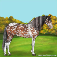 Horse Color:Chocolate Black Sabino Appaloosa and Bay Sabino Tobiano Appaloosa