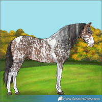 Horse Color:Chocolate Black Sabino Varnish  and Bay Sabino Tobiano Snowflake Varnish