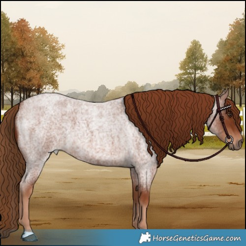 Horse Color:Red Roan