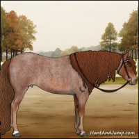 Horse Color:Red Roan 