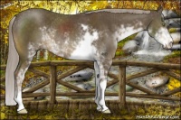Horse Color:Chocolate Palomino Sabino Rabicano 