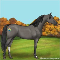 Horse Color:Grullo Roan 
