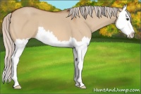 Horse Color:Silver Bay Dun Splash 