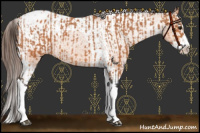 Horse Color:Bay Splash Tobiano Appaloosa  and Bay Splash Tobiano Appaloosa 