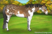 Horse Color:Bay Splash 