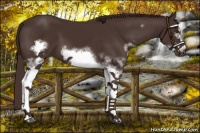 Horse Color:White Spotted Liver Chestnut Frame