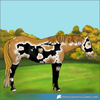 Horse Color:Chestnut Splash Frame 
