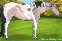 Horse Color:Bay Ice Tobiano Rabicano 