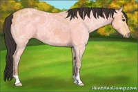 Horse Color:Buckskin Ice 
