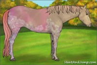 Horse Color:Chestnut Ice 