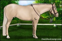 Horse Color:Chocolate Palomino Pearl