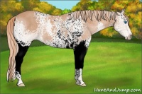 Horse Color:White Spotted Chestnut Splash 