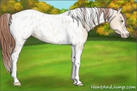 Horse Color:Amber Champagne Dun Sabino Tobiano Appaloosa  and Amber Champagne Dun Sabino Tobiano Appaloosa 