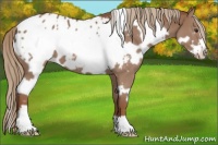 Horse Color:White Spotted Chestnut Frame Appaloosa 