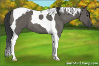 Horse Color:Grullo Tobiano