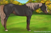 Horse Color:Liver Chestnut 