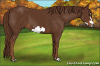 Horse Color:Gray Chestnut Frame 