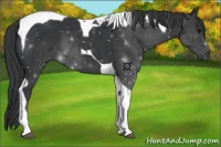 Horse Color:Black Tobiano