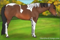 Horse Color:Bay Tobiano 