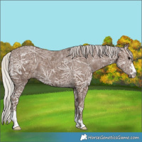Horse Color:Silver Black Ice 