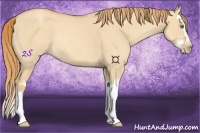 Horse Color:Gold Champagne Dun Splash Rabicano