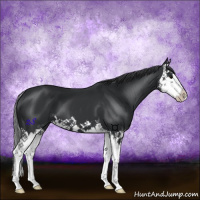 Horse Color:Black Splash