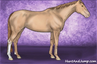 Horse Color:Gold Champagne 