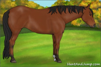 Horse Color:Gray Bay 