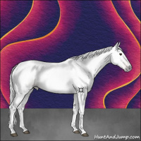 Horse Color:Gray Chestnut 