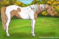 Horse Color:Chestnut Tobiano