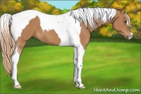 Horse Color:Chestnut Tobiano