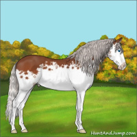 Horse Color:Silver Bay Splash 