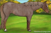 Horse Color:Liver Red Roan Sabino
