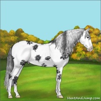 Horse Color:White Spotted Black Splash 