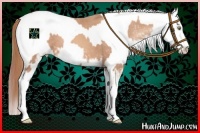 Horse Color:Gold Champagne Sabino Appaloosa  and Amber Champagne Dun Sabino Appaloosa 