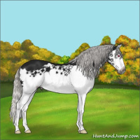 Horse Color:Gray Silver Black Chinchilla Splash