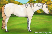 Horse Color:Buckskin Pearl Dun Tobiano 