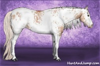 Horse Color:White Spotted Silver Bay Dun Appaloosa Brindle 