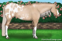 Horse Color:Silver Brown Pearl Dun Appaloosa 