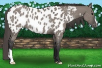 Horse Color:Grullo Appaloosa Rabicano