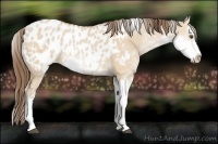 Horse Color:Bay Dun Sabino Blanket Rabicano 