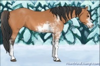 Horse Color:Bay Sabino 